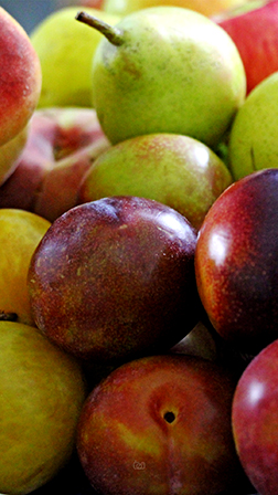Fruit