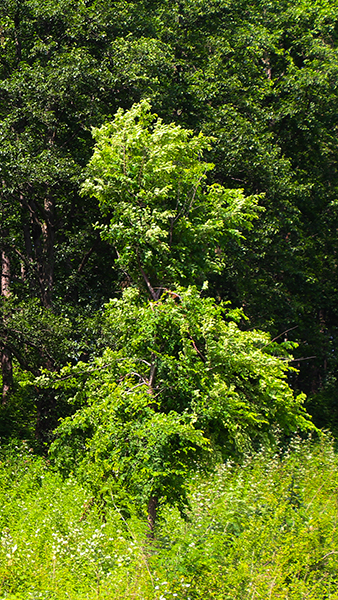 بابلکنار-بزچفت-7 بابلکنار-بزچفت-7