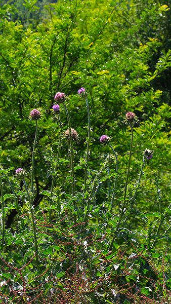 بابلکنار-بزچفت-6 بابلکنار-بزچفت-6