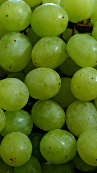 fruit