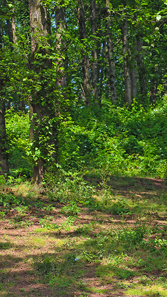 بابلکنار-بزچفت-1 بابلکنار-بزچفت-1