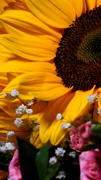 دسته‌ گل آفتابگردان - 2