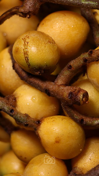 Fruit
